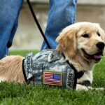 Home Again Canines for Veterans Dog Training