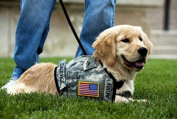 Home Again Canines for Veterans Dog Training